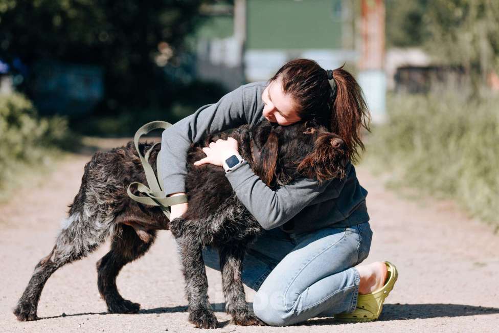 Собаки в Москве: Капитан Борода в приюте Мальчик, Бесплатно - фото 6
