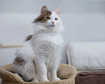 Кошки в Москве: кот Геннадий Мальчик, Бесплатно - фото 3