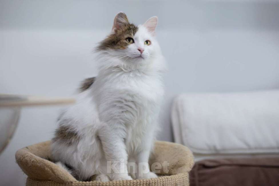 Кошки в Москве: кот Геннадий Мальчик, Бесплатно - фото 3