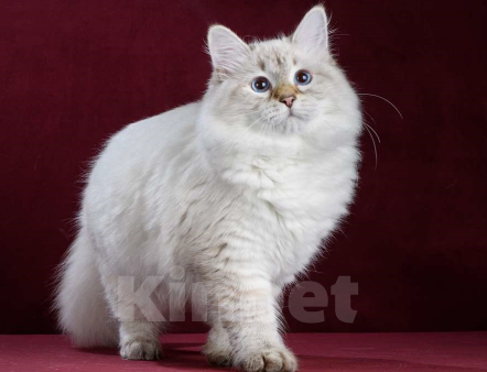 Кошки в Москве: Сибирская (невская маскарадная) кошка Девочка, 15 000 руб. - фото 2