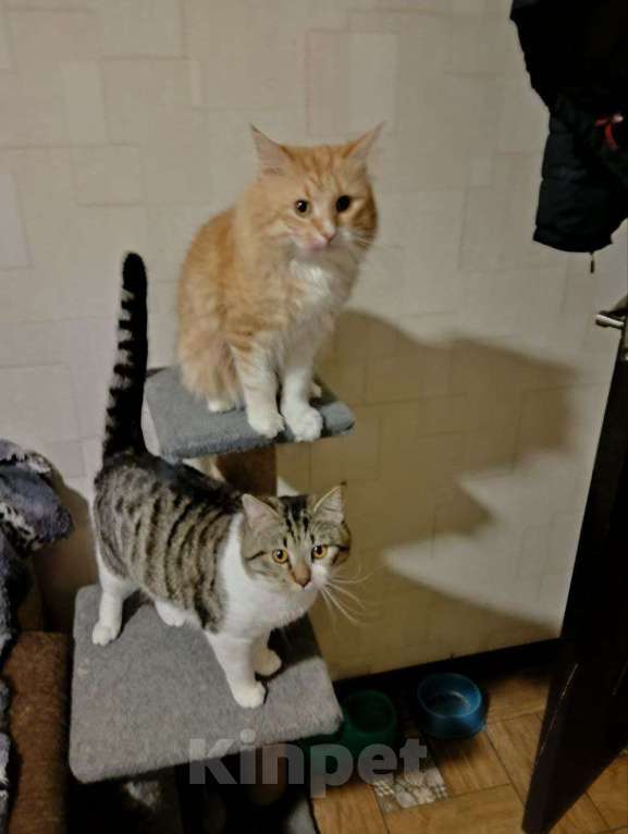 Кошки в Москве: Потерялся Кот,кличка Крис Мальчик, 1 000 000 руб. - фото 2