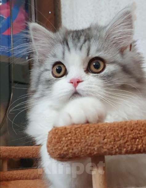 Кошки в Санкт-Петербурге: Шотландский красавчик Мальчик, 55 000 руб. - фото 5