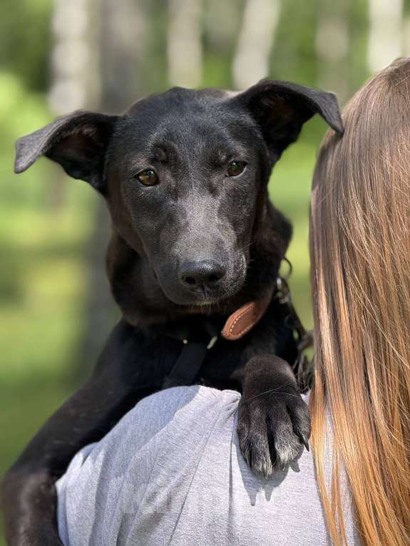 Собаки в Москве: Щенок Кэрри Девочка, Бесплатно - фото 5