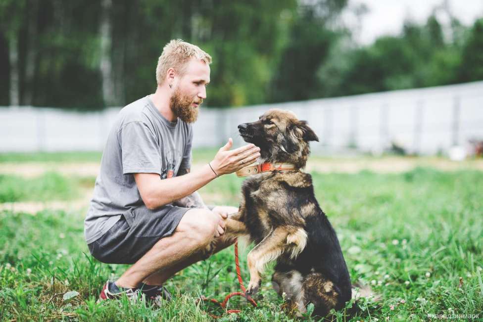 Собаки в Москве: Макс Мальчик, Бесплатно - фото 3