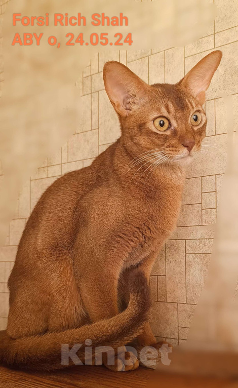 Кошки в Москве: Абиссинский котик соррель Мальчик, 96 000 руб. - фото 2