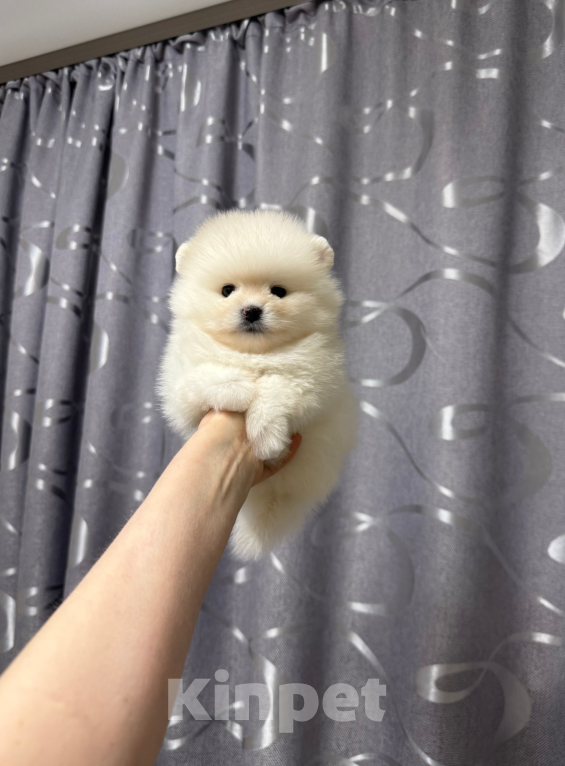 Собаки в Москве: Мальчик Мальчик, 30 000 руб. - фото 1