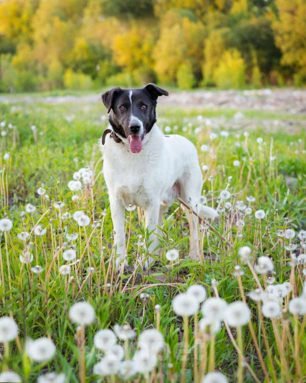 Собаки в Москве: Пёсель из приюта в поисках дома Мальчик, Бесплатно - фото 5