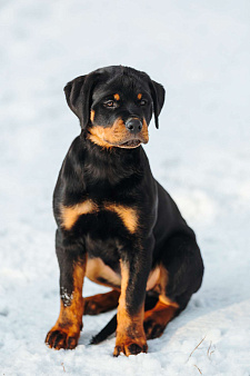 Высокопородные щенки ротвейлера 