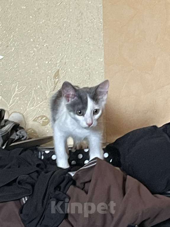 Кошки в Москве: НЕ МОЖЕМ ОСТАВИТЬ У СЕБЯ МИЛОГО КОТЕНКА Мальчик, Бесплатно - фото 3