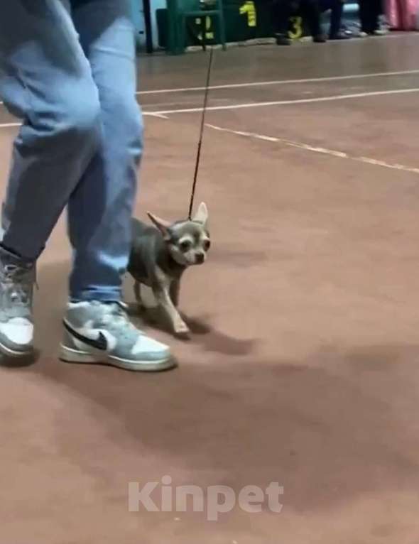 Собаки в Москве: Продаётся лилово-подпалая чихуахуа Девочка, 40 000 руб. - фото 3