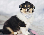 Собаки в Челябинске: Триколорный щенок колли длинношерстного Мальчик, Бесплатно - фото 2