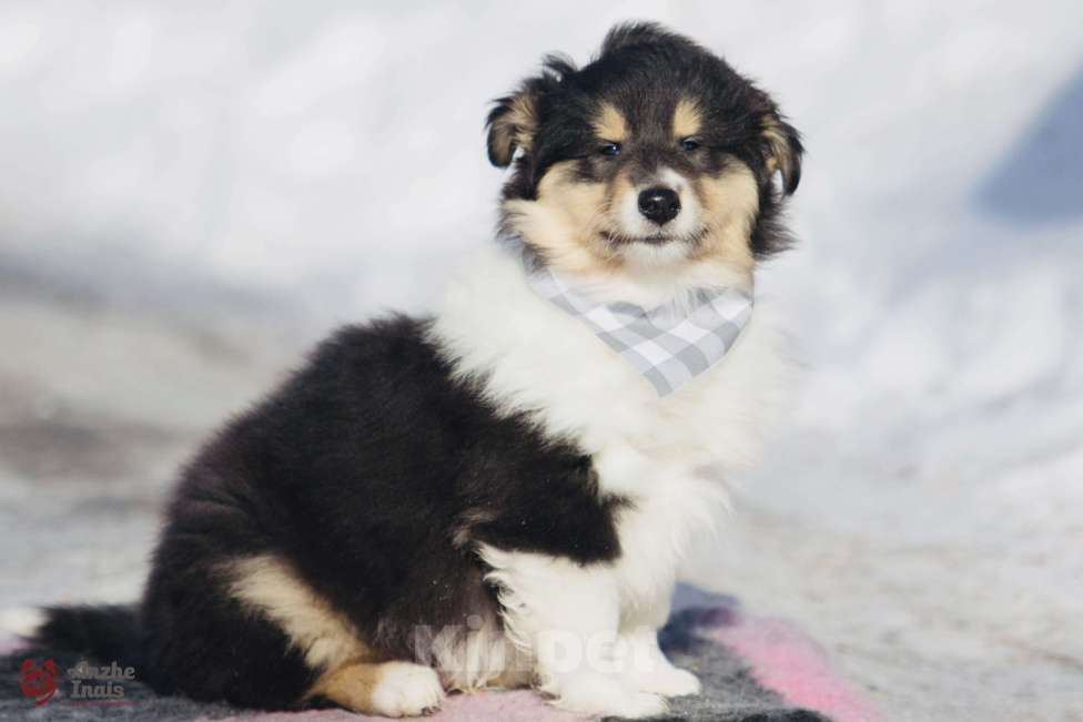 Собаки в Челябинске: Триколорный щенок колли длинношерстного Мальчик, Бесплатно - фото 2