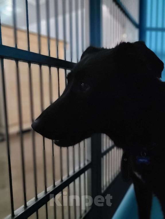 Собаки в Москве: Ему тяжело в приюте. Спасите его оттуда Мальчик, Бесплатно - фото 5