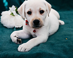 Собаки в Москве: Лабрадор-ретривер, щенок Девочка, Бесплатно - фото 7