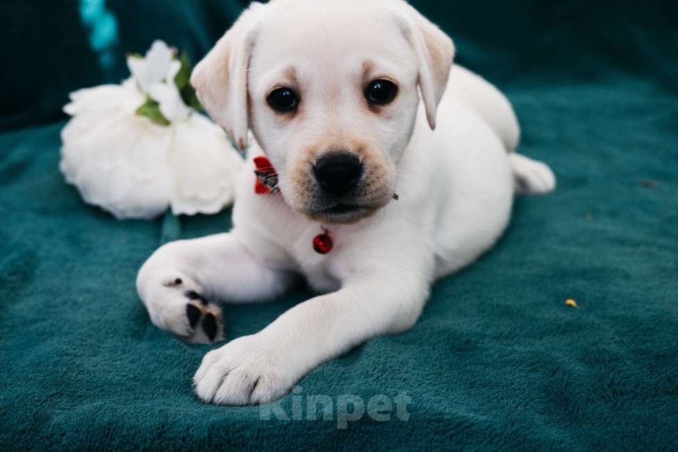 Собаки в Москве: Лабрадор-ретривер, щенок Девочка, Бесплатно - фото 7