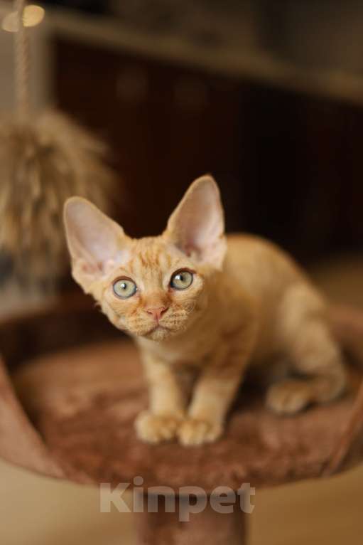 Кошки в Москве: Котята девон-рекс Мальчик, 60 000 руб. - фото 6