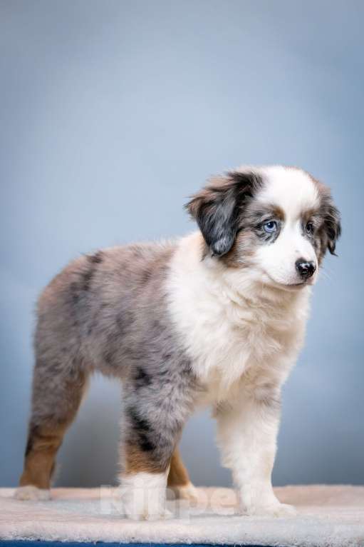 Собаки в других городах Ленинградской области: Щенок миниатюрной американской овчарки Мальчик, Бесплатно - фото 3