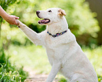 Собаки в Подольске: Собака Рикотта в добрые руки Девочка, Бесплатно - фото 3