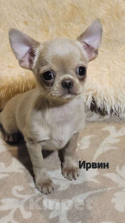 Собаки в Москве: 🔥Супер красивый💙 Чихуахуа мальчик💙 Мальчик, Бесплатно - фото 2
