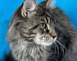 Кошки в Дедовске: Мейн-кун Тайсон Мальчик, 50 000 руб. - фото 7