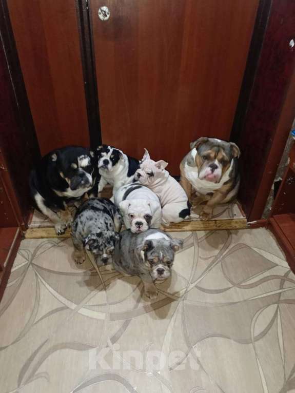 Собаки в Челябинске: Английский бульдог Мальчик, 50 000 руб. - фото 2