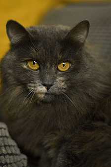 кошка Хлоя в добрые руки