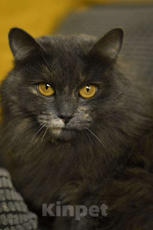 Кошки в Москве: кошка Хлоя в добрые руки Девочка, Бесплатно - фото 1