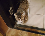 Кошки в Воронеже: Кошка Девочка, Бесплатно - фото 2
