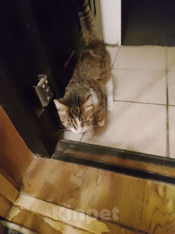 Кошки в Воронеже: Кошка Девочка, Бесплатно - фото 2