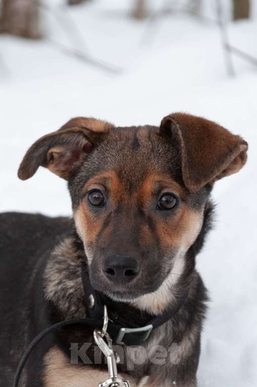 Собаки в Ногинске: Ивонна ждет свою семью в приюте Девочка, Бесплатно - фото 1