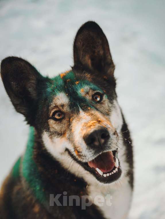 Собаки в Москве: Фантастический Хэппи ищет дом Мальчик, Бесплатно - фото 1