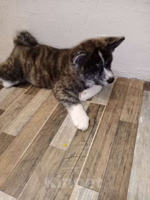 Собаки в Санкт-Петербурге: Щенки Акита ину  Девочка, Бесплатно - фото 7