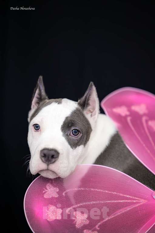 Собаки в Москве: Голубой щенок амстаффа из питомника Девочка, 100 000 руб. - фото 1