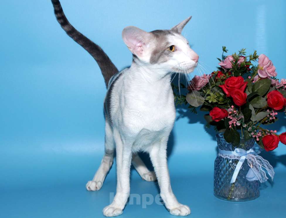 Кошки в Москве: Ориентал на вязку Мальчик, 8 000 руб. - фото 4