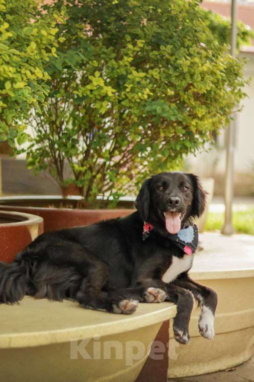 Собаки в Москве: Шоколадный Спаниель Лаки в добрые руки Девочка, 1 руб. - фото 3