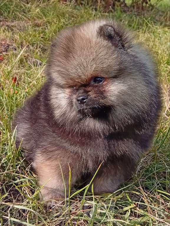 Собаки в Воронеже: Шпиц мишка Мальчик, 60 000 руб. - фото 7