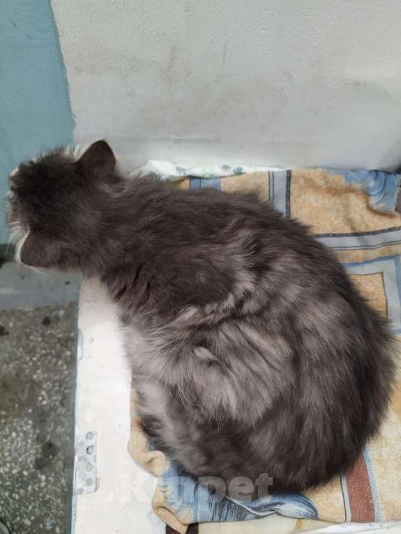 Кошки в Екатеринбурге: Найден красивый молодой котик Мальчик, Бесплатно - фото 5
