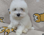 Собаки в Котельнике: Щенки Бишон фризе Мальчик, 40 000 руб. - фото 2