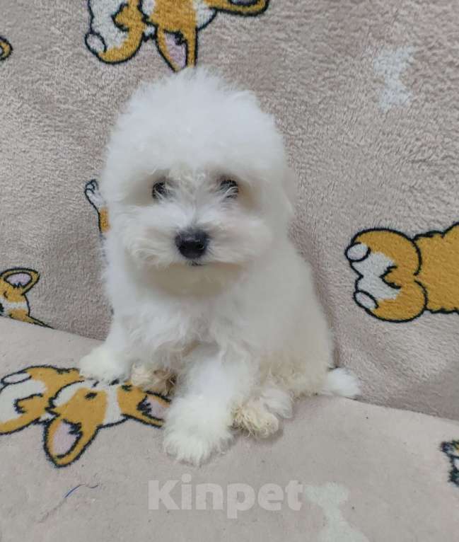 Собаки в Котельнике: Щенки Бишон фризе Мальчик, 40 000 руб. - фото 2