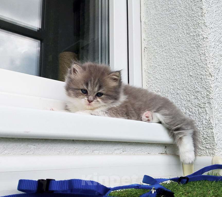 Кошки в Тюмени: Шотландские прямоухие Девочка, 12 000 руб. - фото 6