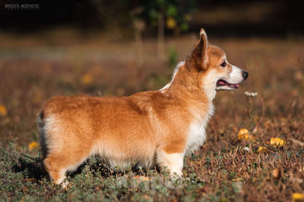 Собаки в Нововоронеже: Щенки вельш-корги пемброк с документами РКФ 5 мес. Мальчик, Бесплатно - фото 9