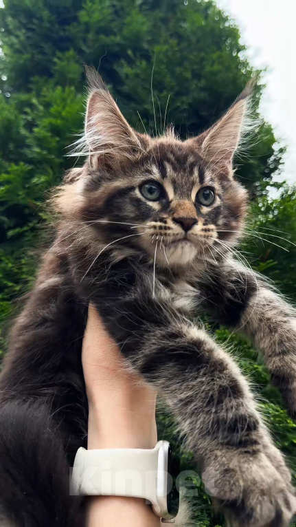 Кошки в Краснодаре: Котенок мейн кун Мальчик, 75 000 руб. - фото 2