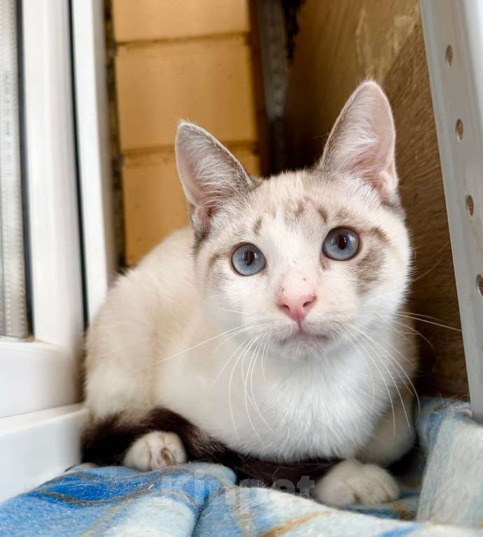 Кошки в Москве: Голубоглазый котенок Айсик в добрые руки Мальчик, Бесплатно - фото 3