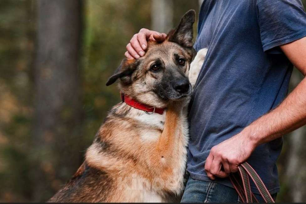 Собаки в Балашихе: Харви очень ждет вас в приюте Мальчик, Бесплатно - фото 3