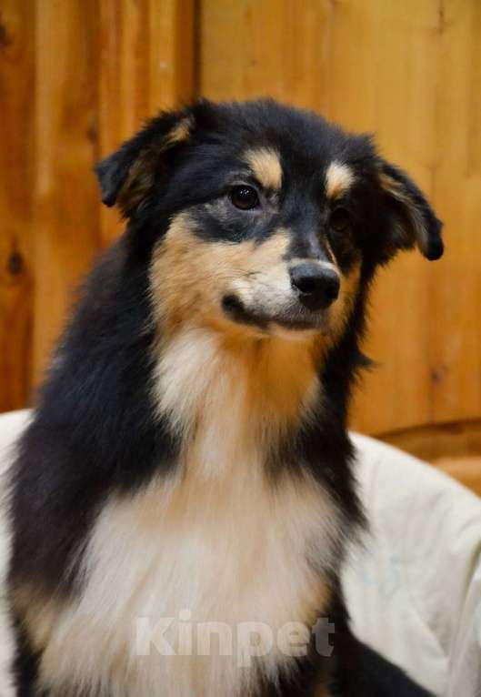 Собаки в Москве: Австралийская овчарка щенок  Девочка, 25 000 руб. - фото 3