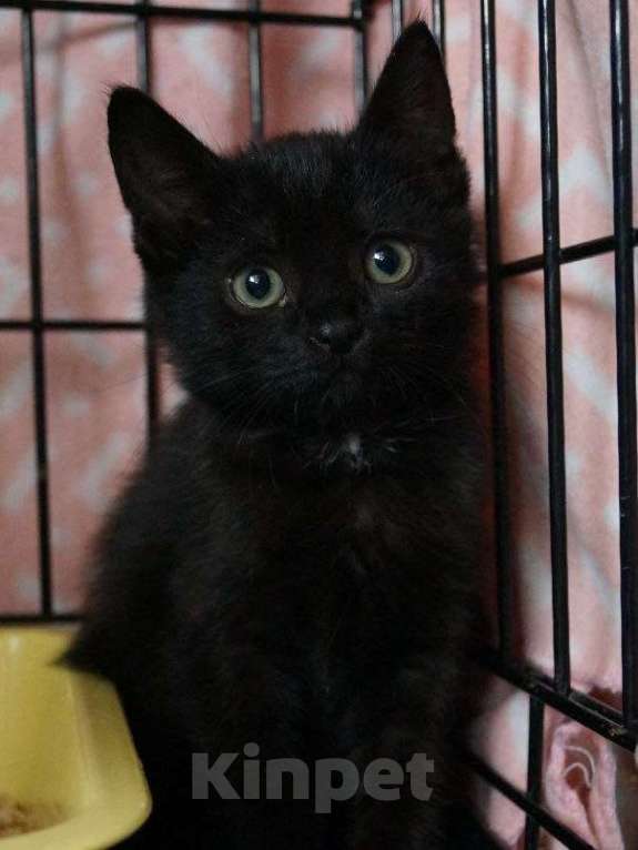 Кошки в Москве: Мисти подбросили к Храму Девочка, Бесплатно - фото 2