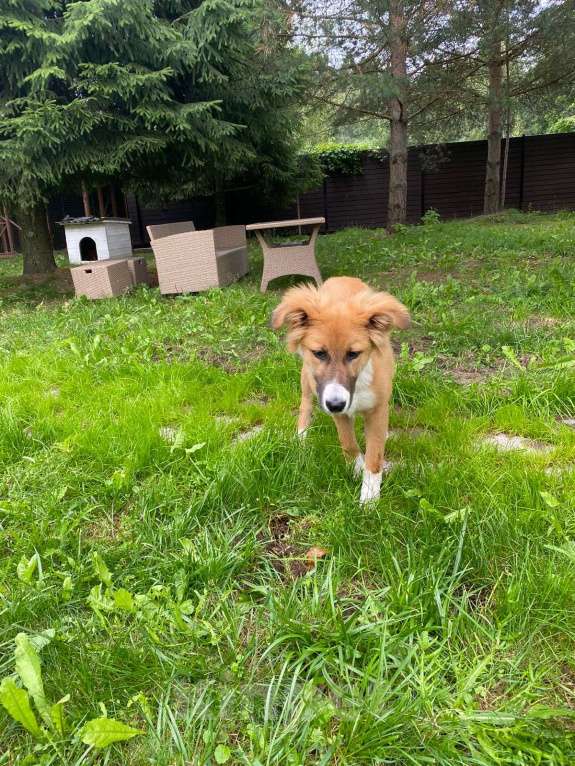 Собаки в Москве: Мишель Девочка, Бесплатно - фото 4