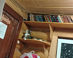 Кошки в других городах Ленинградской области: Потерялся котик по кличке "Кузя" Мальчик, 20 000 руб. - фото 1
