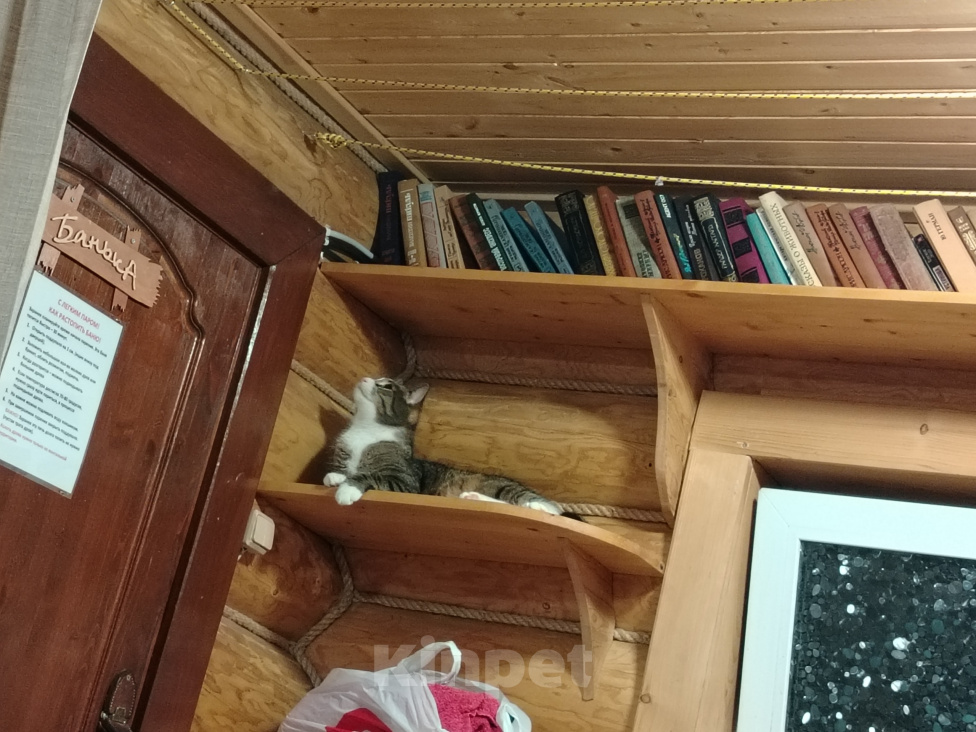 Кошки в других городах Ленинградской области: Потерялся котик по кличке "Кузя" Мальчик, 20 000 руб. - фото 1