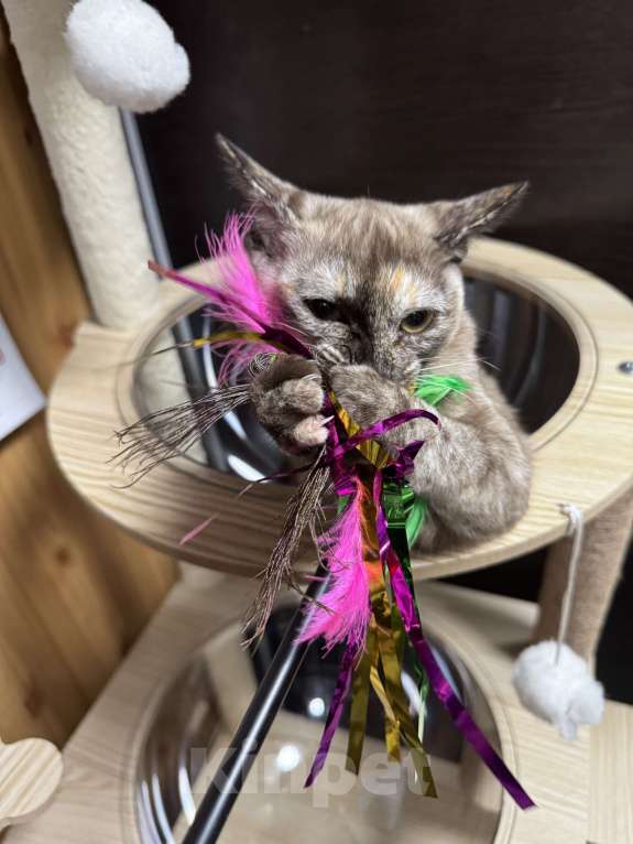 Кошки в Краснодаре: Бурманская кошечка с документами Девочка, 25 000 руб. - фото 1